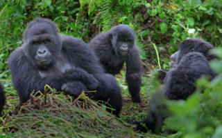Mgahinga Gorilla National Park Gorilla Trekking