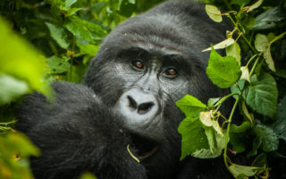 2 Days gorilla trekking safari from Kigali