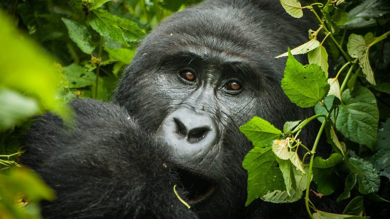 Bwindi Gorilla Trekking Safaris