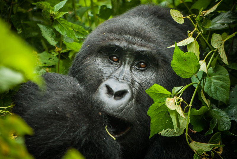 Uganda Gorilla Trekking Safaris from Nairobi