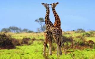 What is the best time to Visit Uganda?