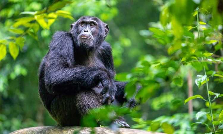 Where are chimpanzees in Rwanda?