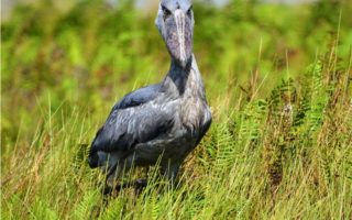 7 Days Uganda Bird Watching Safari