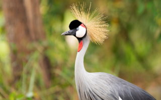 Grey Crowned Crane