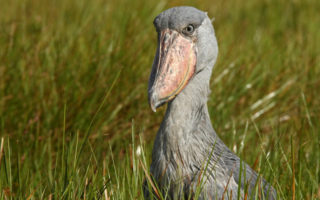 10 Days Uganda Primates and Bird Watching Safari Tour