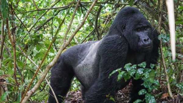 How strong is a silverback gorilla?