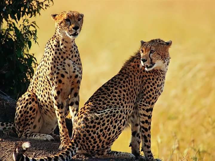 Uganda Safari Fastest Land Mammal