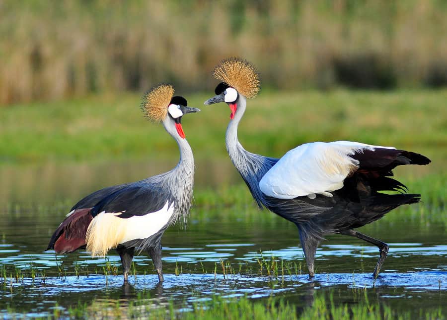 17 Amazing Facts About the Crested Crane of Uganda
