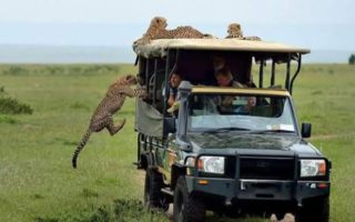 3 Days Big Cats Safari