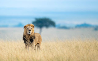 4 Days Maasai Mara and Lake Naivasha Safari