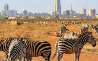 1 Day Wild Nairobi Expedition Safari
