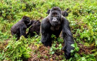 10 Days Safari Uganda Wildlife Safari
