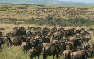 The best family safari on Kenya Safari Tours