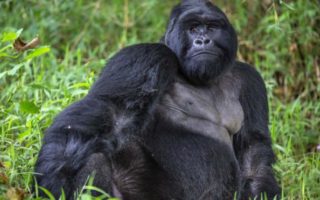 Gorilla Families in Mgahinga Gorilla National Park