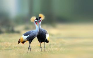 What are the main interesting facts about Uganda?