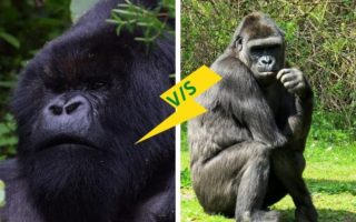 Gorilla trekking in Kahuzi Biege Vs Bwindi National Park