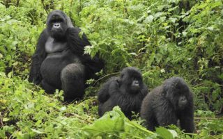 5 Days Maasai Mara Safari & Gorilla Trekking Uganda Tour