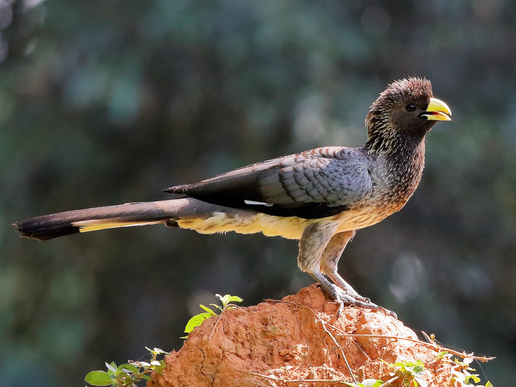  Uganda’s Key birding list