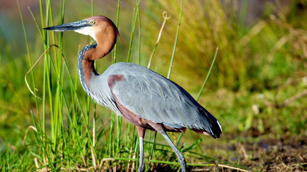 Amboseli National Park Birding List
