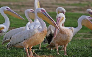 7 Days Uganda Bird Watching Safari