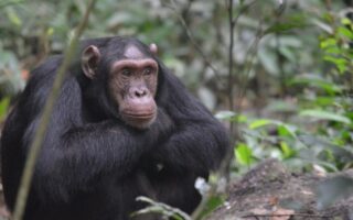 Safari Activities to do at Kalinzu Forest Reserve