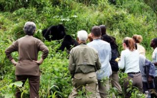  1 Day Uganda Gorilla Trekking Safari
