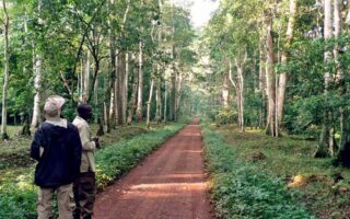 The Beautiful Forests Reserves Of Uganda