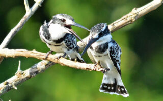 7 Days Bird Watching Uganda Safari