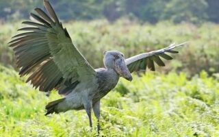 7 Days Bird Watching Uganda Safari