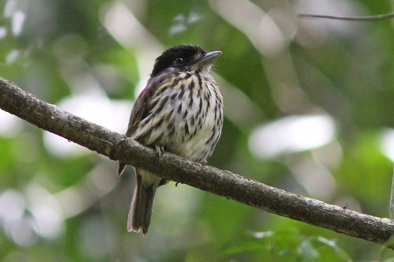 Birding in Kibale Forest national park