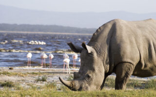 Safari destinations in Kenya