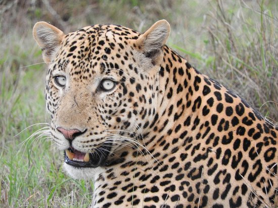 Leopard Safaris In Uganda
