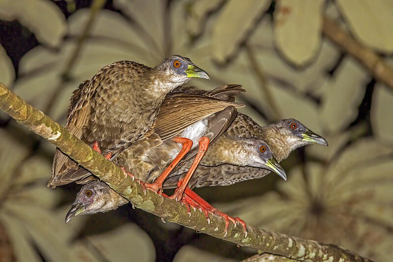 Endemic Birds of Uganda
