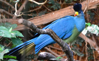 Endemic Birds of Uganda