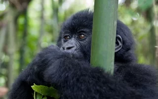Essential mountain gorilla trekking safety precautions in RwandaEssential mountain gorilla trekking safety precautions in Rwanda