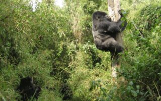 Uganda Hiking Excursion in Mountain Muhabura