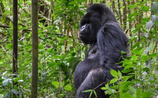 5 Days Kenya and Rwanda Safari