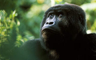 Facts About Gorilla Trekking Tracking Rules