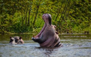 9 Days Uganda Safari