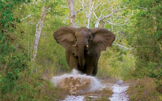Guide to visiting Arabuko Sokoke Forest National Park
