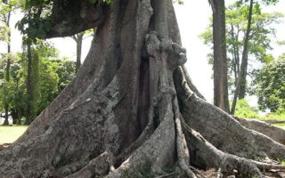 All To Know About Nakayima Tree