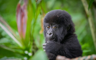More to know about Gorilla Trekking