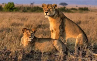 5 Days Queen Elizabeth Wildlife and Primate Safari